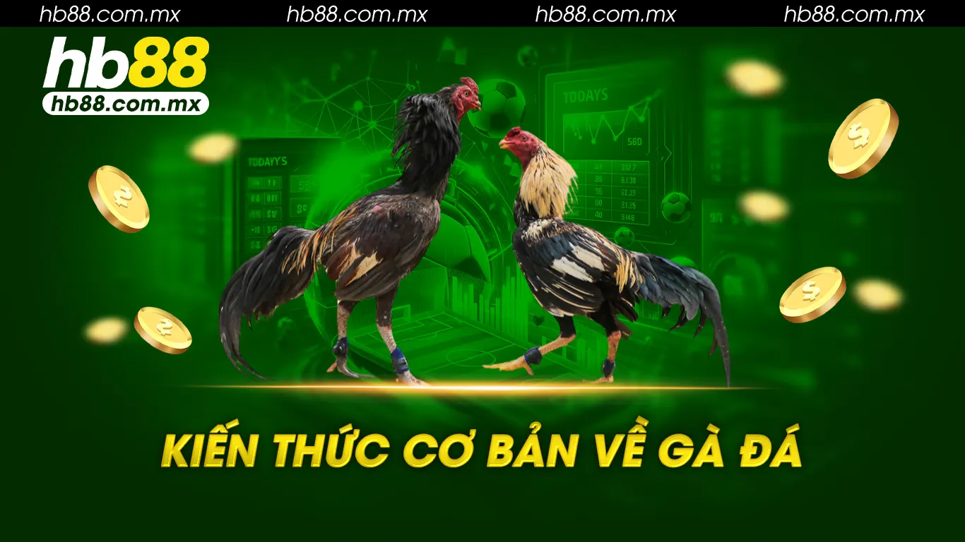 Kiến thức cơ bản về gà đá